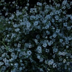 Meet your Posher, Alexa